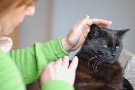 Séances énergétiques pour animaux