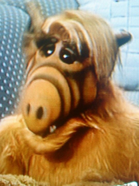 alf alf