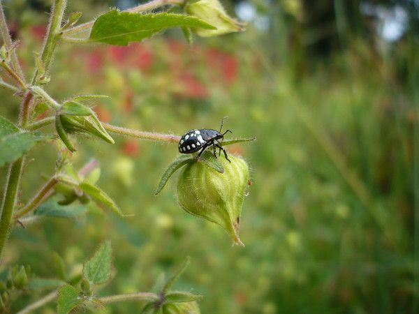 Macro: Jardin des plantes de St Cyp