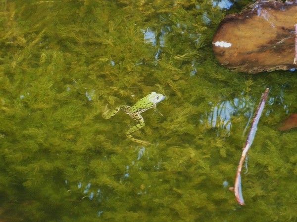 Divers Grenouille lac Jardin des plantes