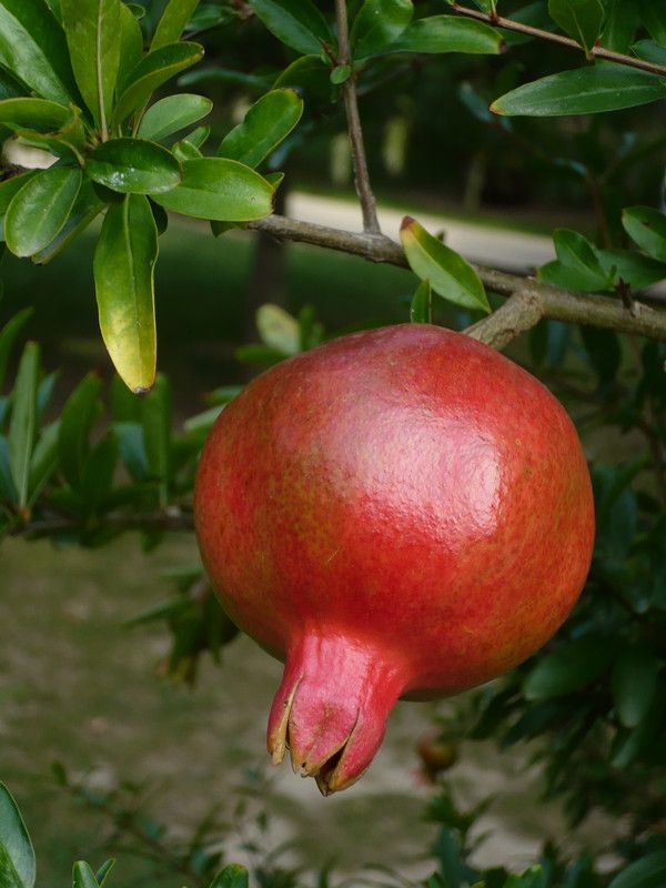 Macr: Grenade mure au jardin des plantes