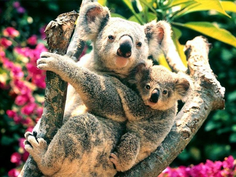 Wallpapers-animaux-HD-koalas-_australia.jpg