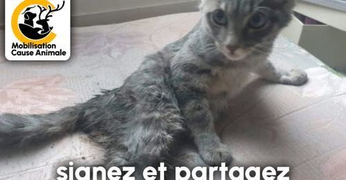 Pétition pour Pharel petit chaton de 4 mois et demi. Merci.