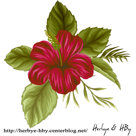 02017_hibiscus_s_9_