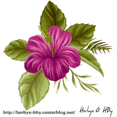 2017_hibiscus_s_1a_