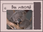 Bon-mercredi-koala_1.gif