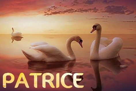 Patrice-cygne.jpg