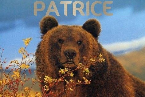 Patrice-ours.jpg