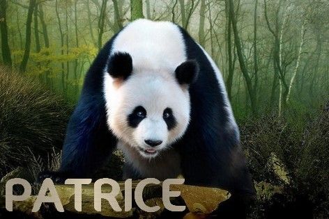 Patrice-panda.jpg