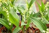 Muguet du 1er mai