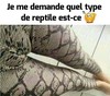 Serpent insolite