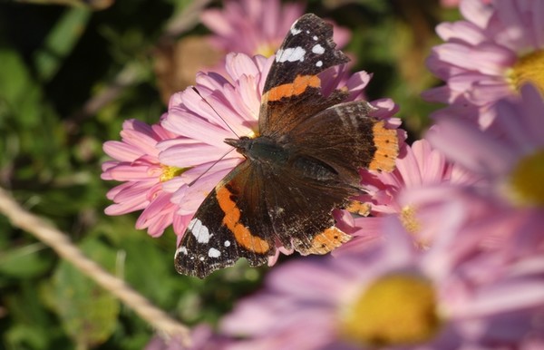 TABLEAU DE LA NATURE