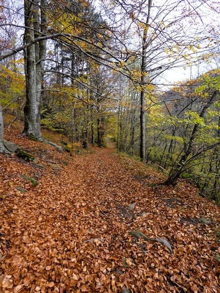 PETITS CHEMINS EN AUTOMNE