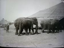 elephants.jpg