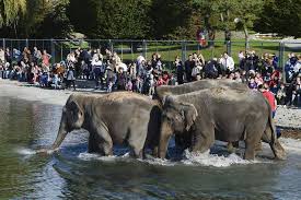 photo-zoo-elephants.jpg