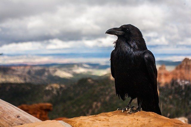 crow-828944_640.jpg