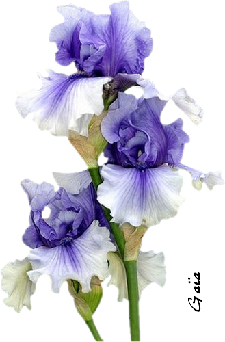 Tube fleur iris