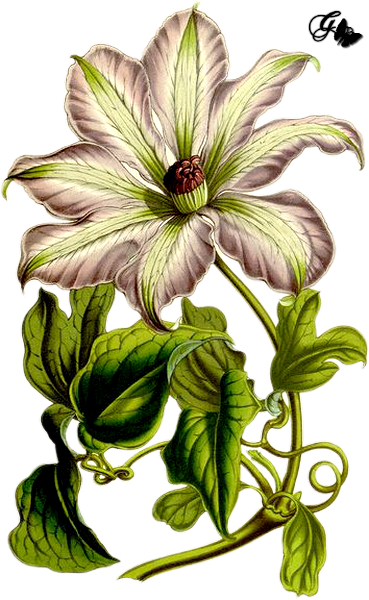 Fleur PNG