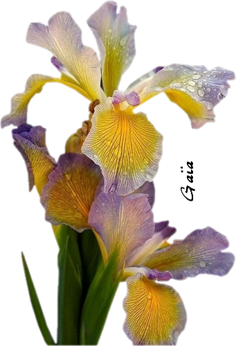 Tube fleur iris