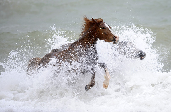 CHEVAUX