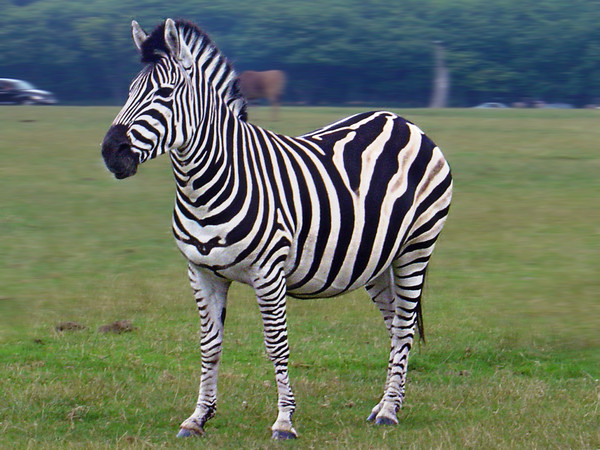 ZEBRE