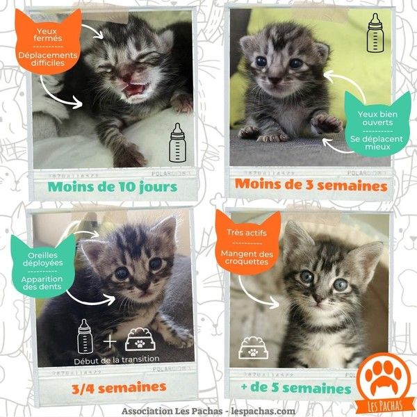 CHATONS