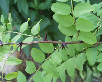 piqure acacia