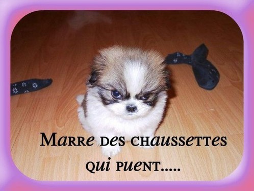 CHIENS