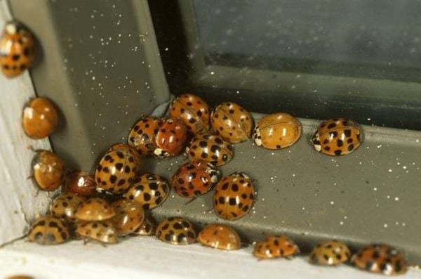 Coccinelles