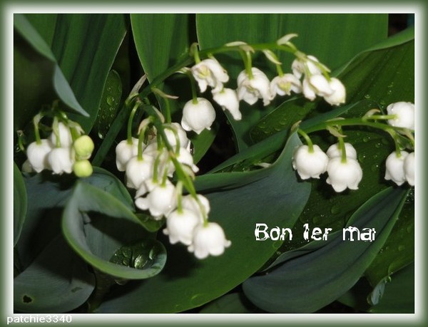 MUGUET DU JARDIN