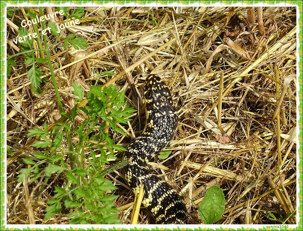 MES PHOTOS FAUNE : COULEUVRE VERTE ET JAUNE page 1