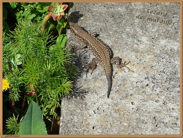 MES PHOTOS FAUNE : LEZARD DES MURAILLES page 3 