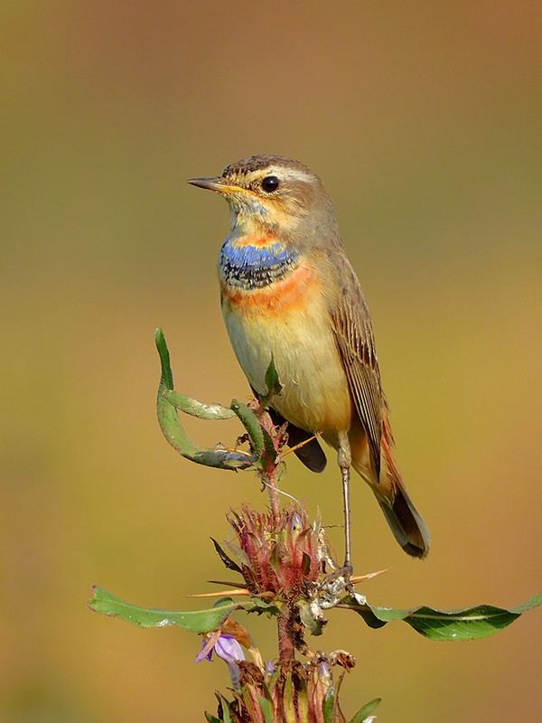 OISEAUX - LA GORGEBLEUE AIME LEZ ZONES HUMIDES