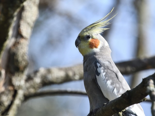 LA CALOPSITTE ÉLÉGANTE : UNE PESTE EN AUSTRALIE - COCKATIEL