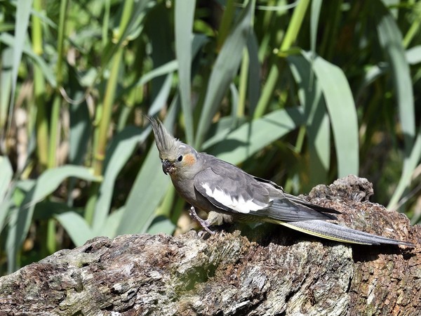 LA CALOPSITTE ÉLÉGANTE, UN CACATOÈS DOMESTIQUE - COCKATIEL