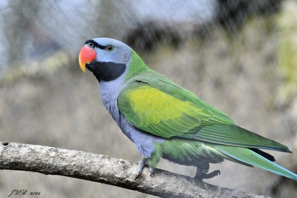 LA PERRUCHE DE DERBY - LORD DERBY'S PARAKEET