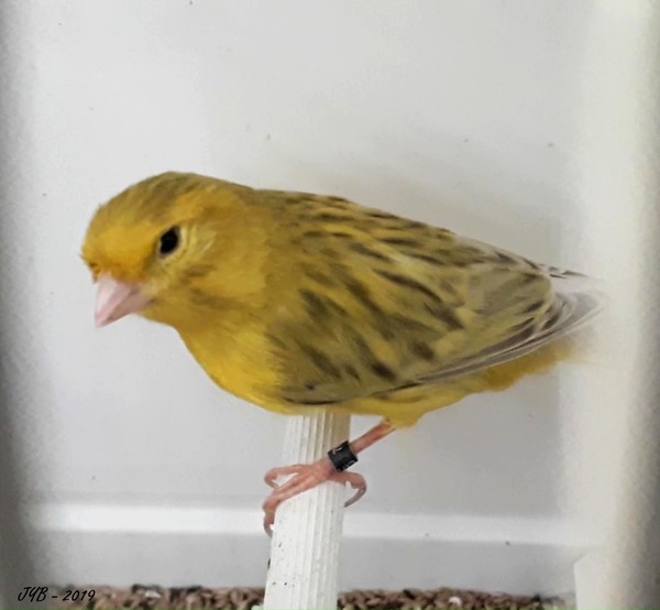 CANARI : LA MUTATION PASTEL