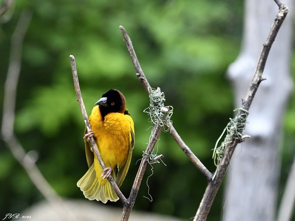 LE TISSERIN GENDARME CONSTRUIT SON NID - VILLAGE WEAVER