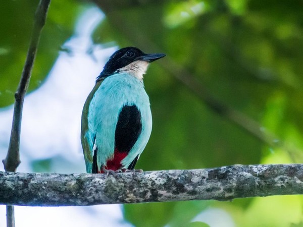 LA BRÈVE DE STEERE - PITTA STEERII-AZURE-BREASTED PITTA-