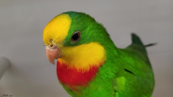 LA PERRUCHE DE BARRABAND - SUPERB PARROT