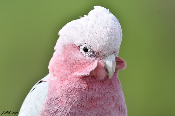 LE CACATOÈS ROSALBIN, UN BEL OISEAU BRUYANT - GALAH