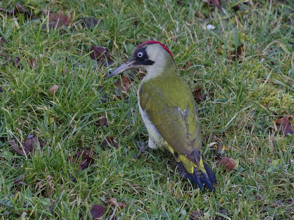 LE PIC VERT - EUROPEAN GREEN WOODPECKER - Picus viridis