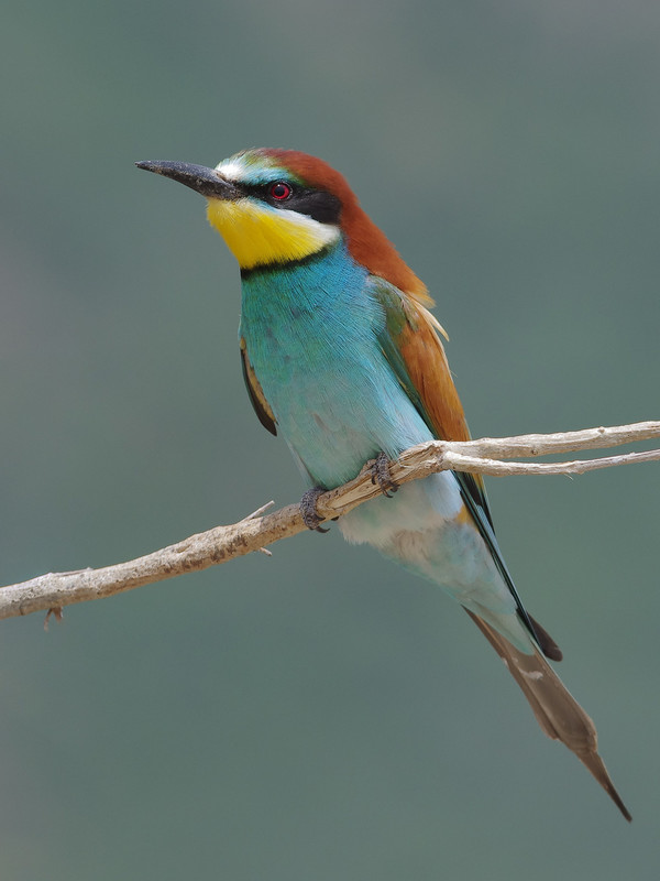 LE GUÊPIER D'EUROPE - EUROPEAN BEE-EATER