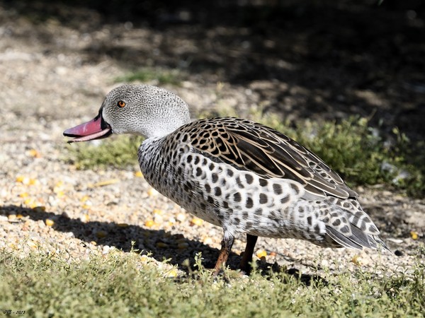 LE CANARD DU CAP, UN CANARD AFRICAIN - CAPE TEAL