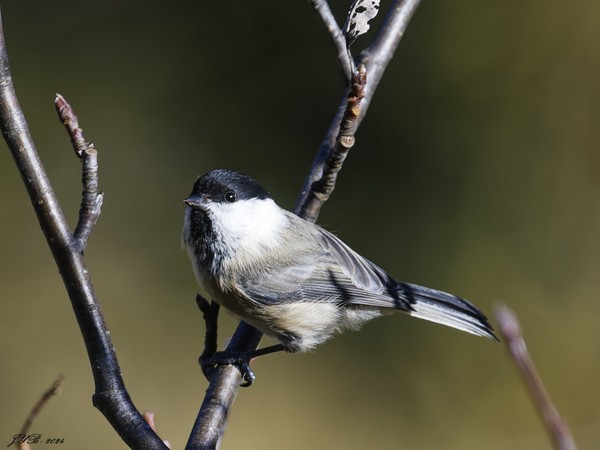 LA MÉSANGE BORÉALE - Poecile montanus - WILLOW TIT