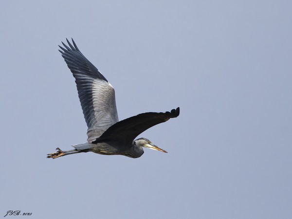 LE HÉRON CENDRÉ EN VOL - GREY HERON