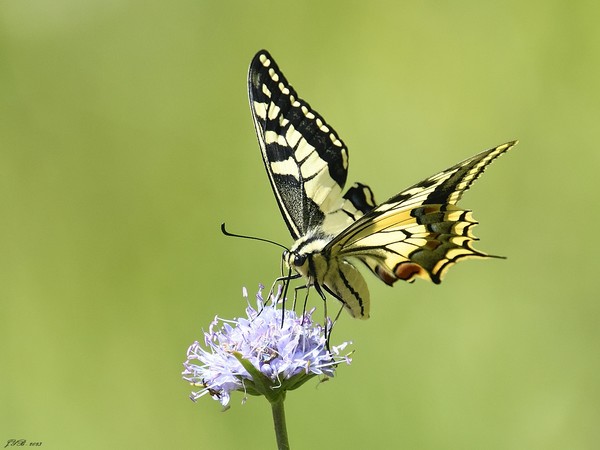 PAPILLON : LE MACHAON - Papilio machaon - SWALLOWTAIL