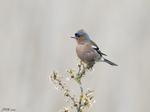 LE PINSON DES ARBRES, UN OISEAU COMMUN EN FRANCE-CHAFFINCH