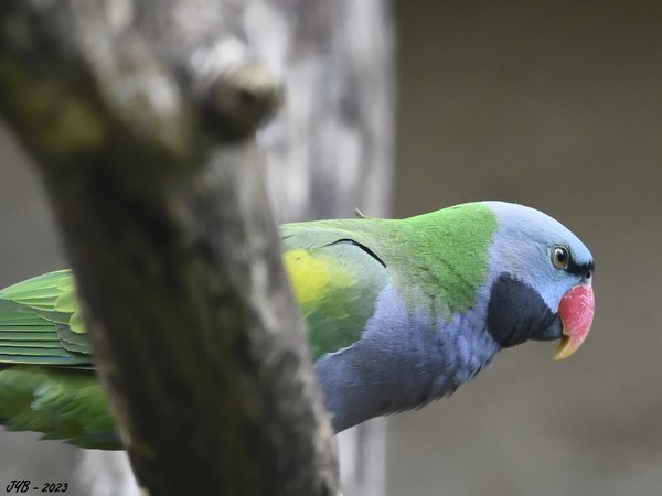 LA PERRUCHE DE DERBY EST QUASI-MENACÉE - DERBYAN PARAKEET