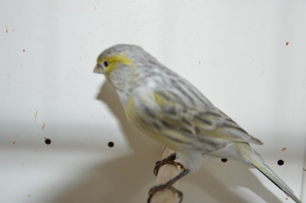 CANARI NOIR OPALE MOSAIQUE JAUNE